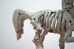 Halloween Decor Unicorn Skeleton Figurines 2pcs -Popfun halloween decor unicorn skeleton figurines 2pcs 940165